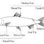 figure_2_definition_of_terms_fishes_fins.png.jpg